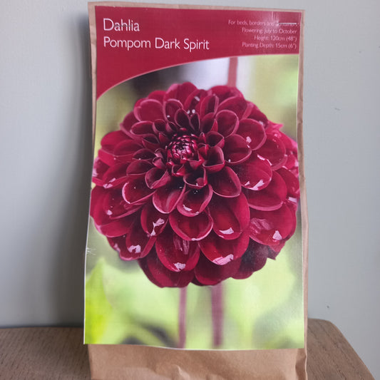 Dahlia Pompom - DAHLIA Dark Spirit