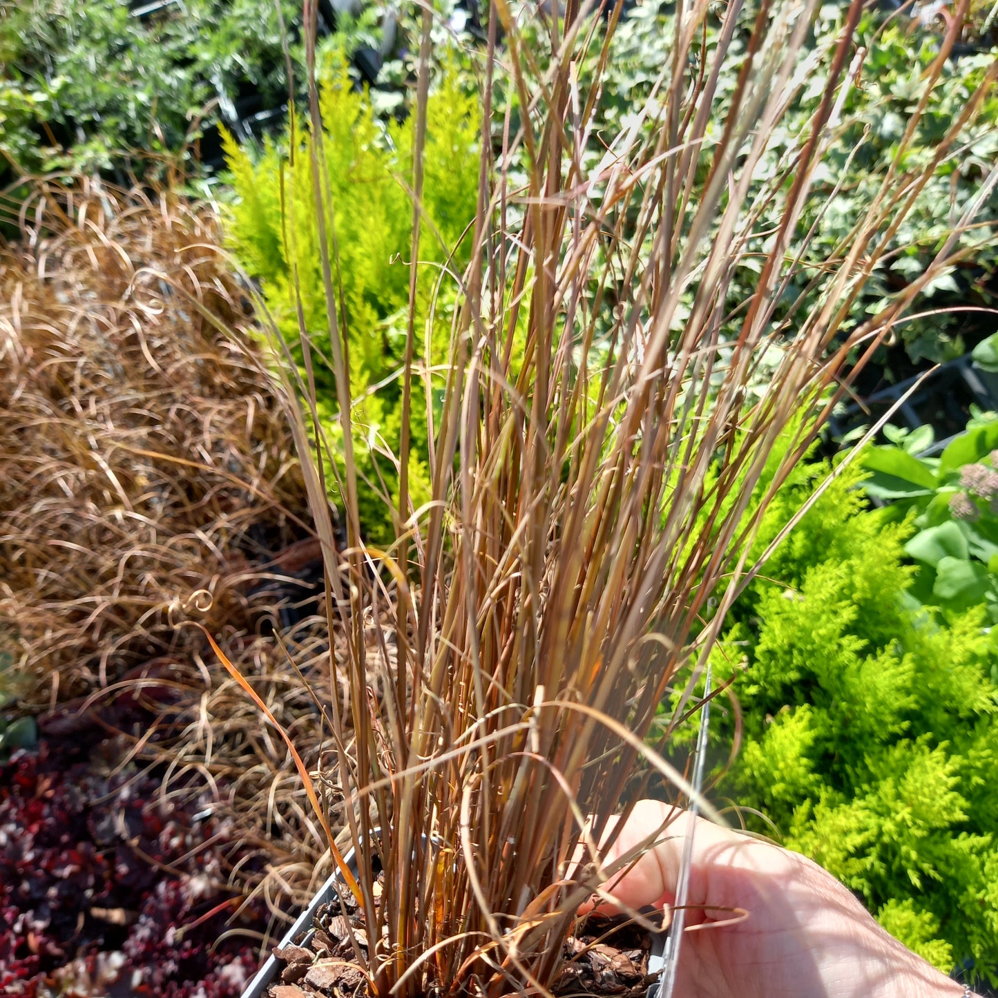 Carex buchananii Red Rooster