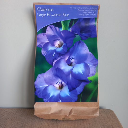 Gladioli - Gladiolus sword Lily Large Flowered Blue