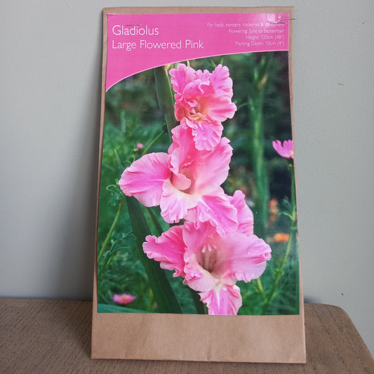 Gladioli - Gladiolus sword Lily Large Flowered Pink