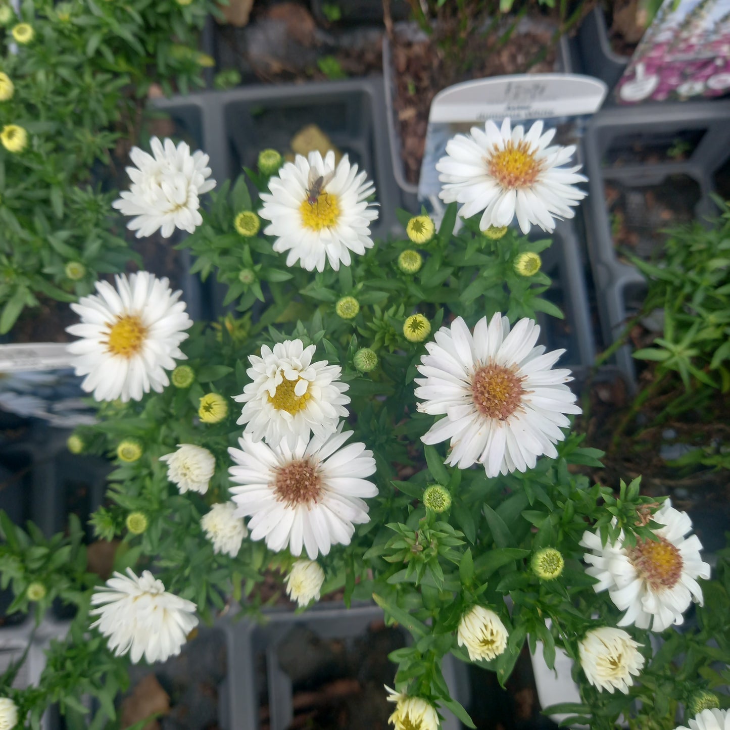 Aster Dumosus White