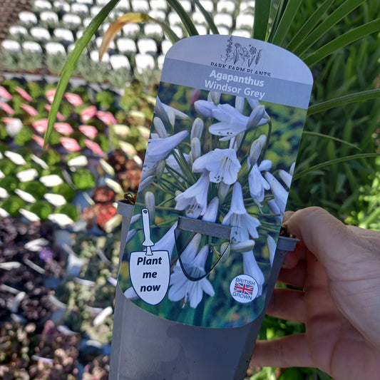 African Lily - AGAPANTHUS Windsor Grey