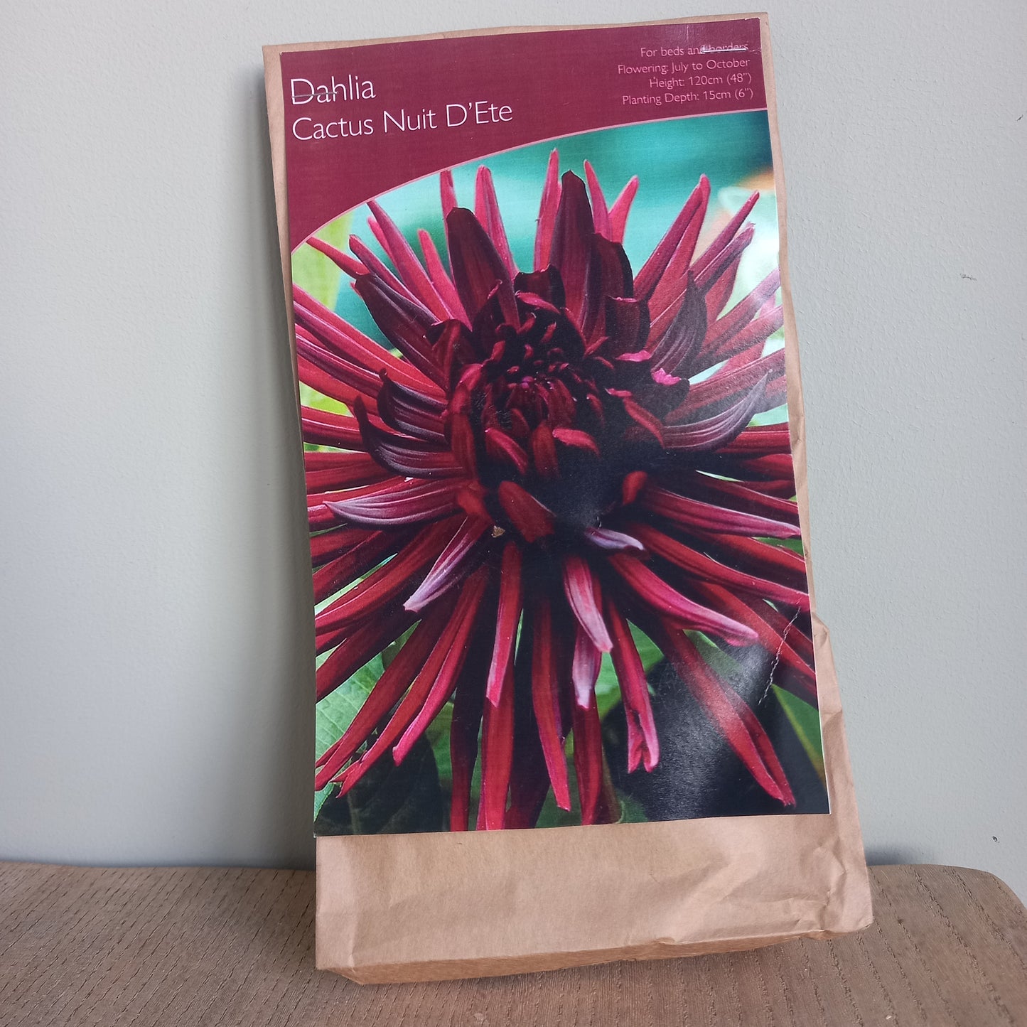 Dahlia - DAHLIA  Nuit D'Ete