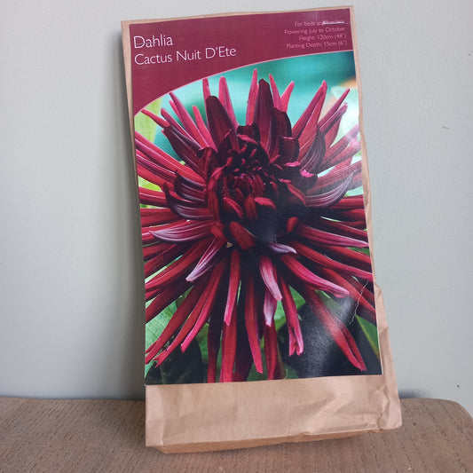 Dahlia - DAHLIA  Nuit D'Ete