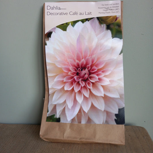 Dahlia Decorative - DAHLIA Cafe Au Lait