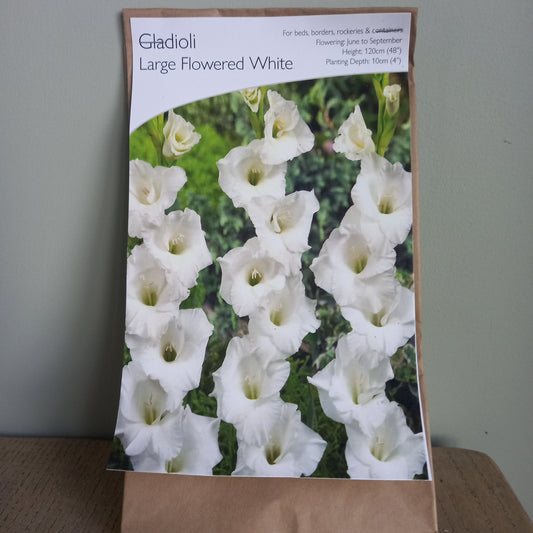 Gladioli - Gladiolus sword Lily Large Flowered White