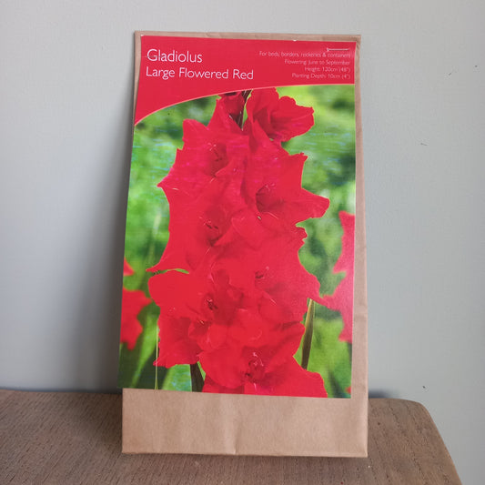 Gladioli - Gladiolus sword Lily Large Flowered Red