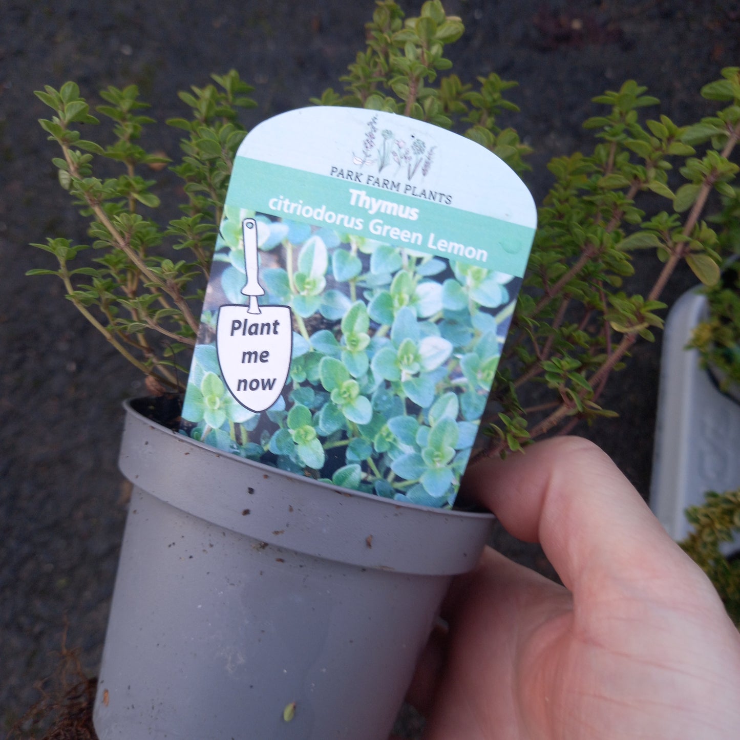 Thyme, Creeping Green Lemon - THYMUS x citriodorus 'Green Lemon'