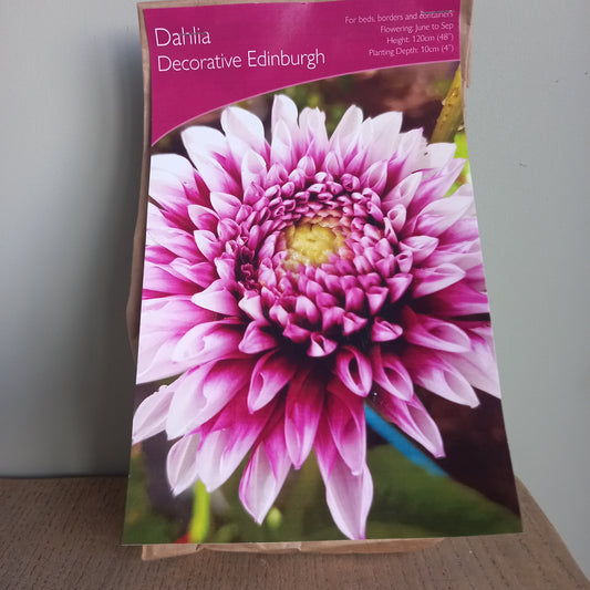 Dahlia Decorative - DAHLIA Edinburgh