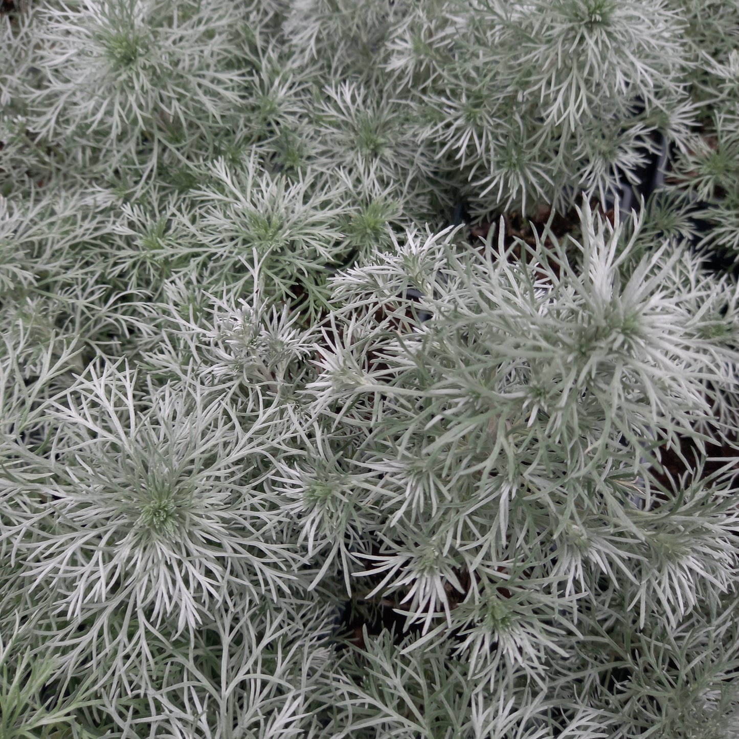 Artemisia schmidtiana 'Nana Attraction' Silver Mound Cottage Garden Perennial
