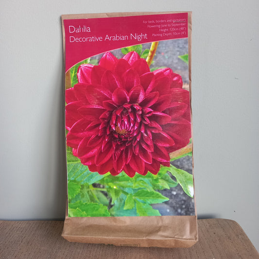 Dahlia Decorative - DAHLIA Arabian Night
