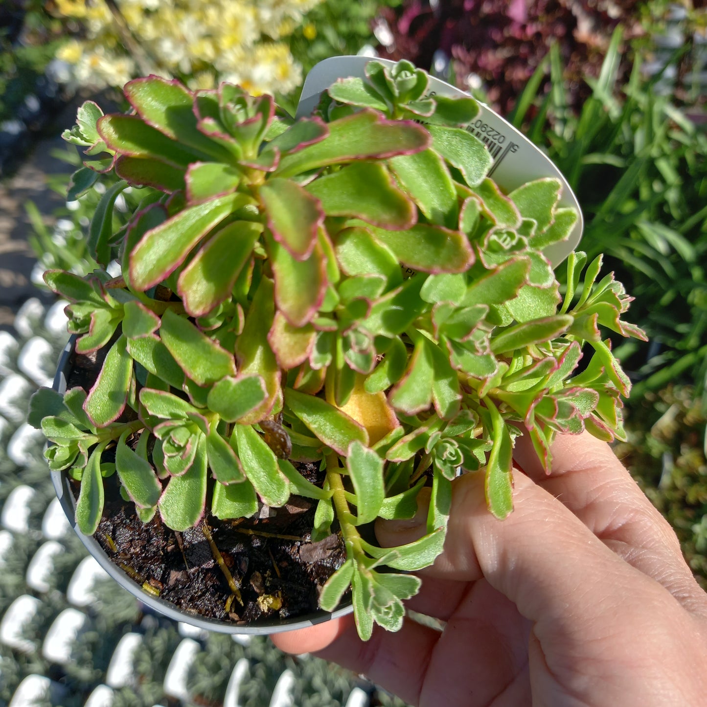 Sedum spurium Tricolor