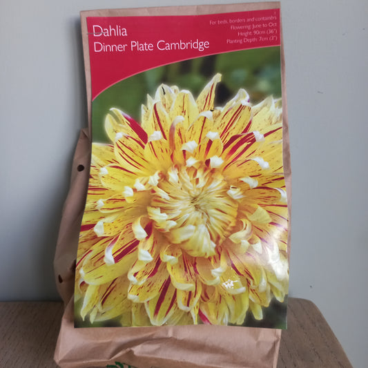 Dahlia Dinner Plate - DAHLIA Cambridge