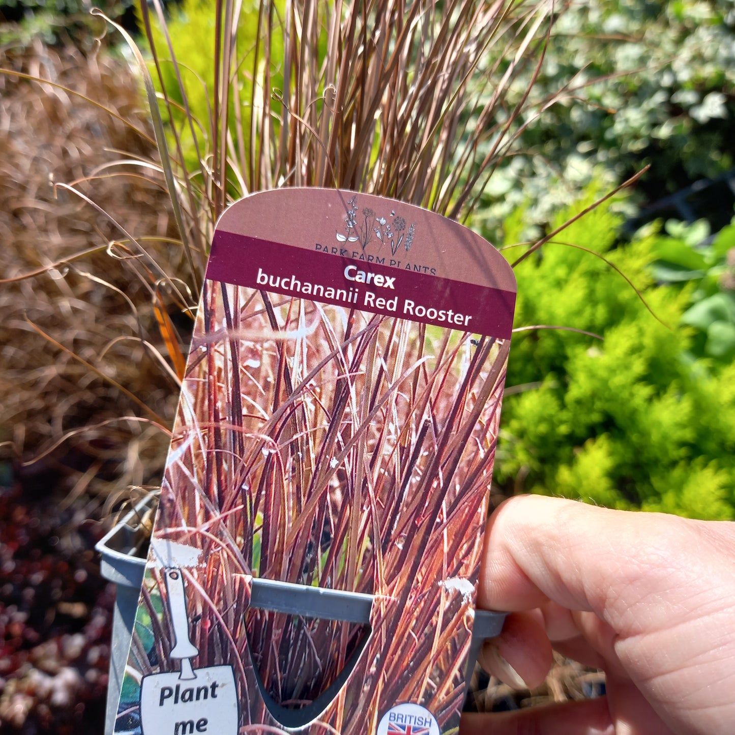 Carex buchananii Red Rooster
