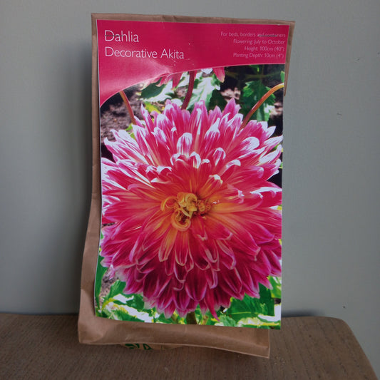 Dahlia Decorative - DAHLIA Akita