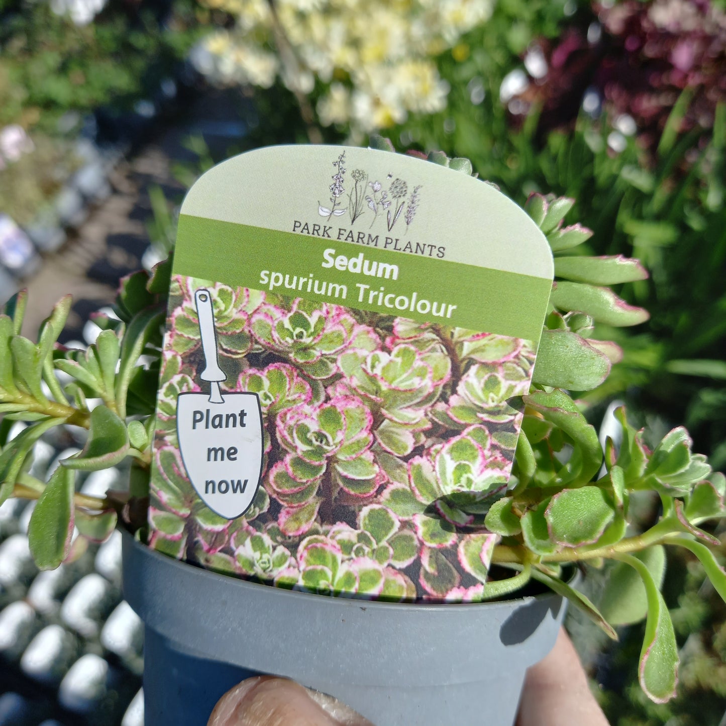 Sedum spurium Tricolor