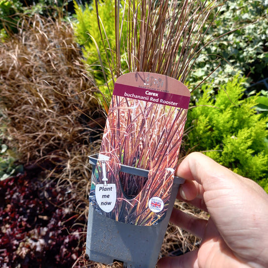 Carex buchananii Red Rooster