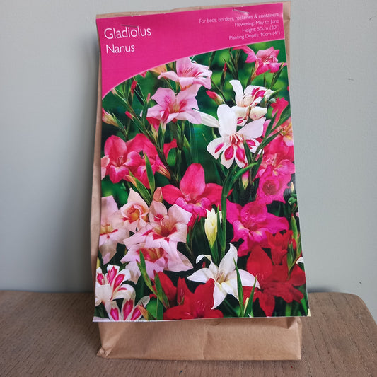 Gladioli - Gladiolus Nanus