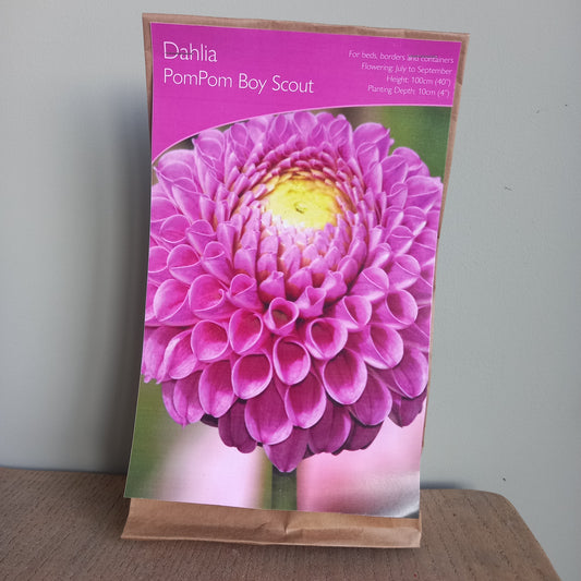 Dahlia Pompom - DAHLIA Boy Scout