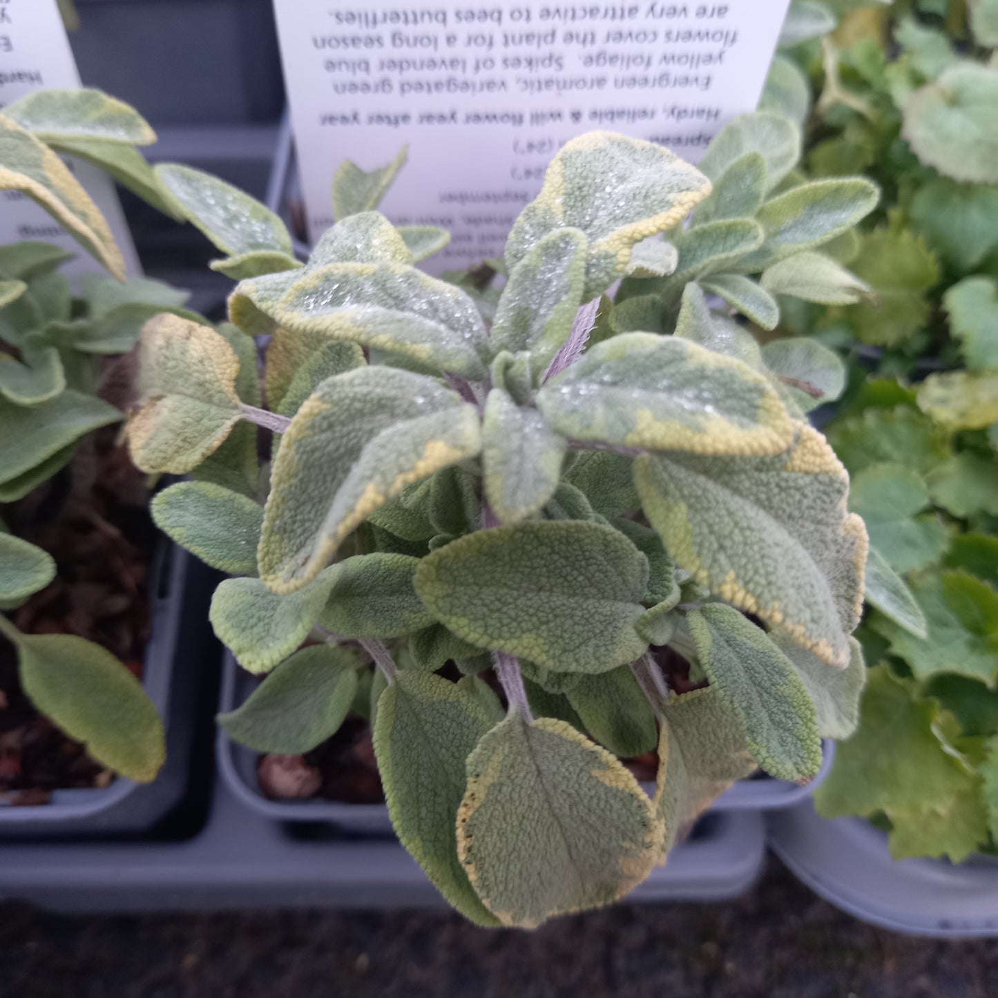Sage Aurea Herb - SALVIA officinalis Aurea