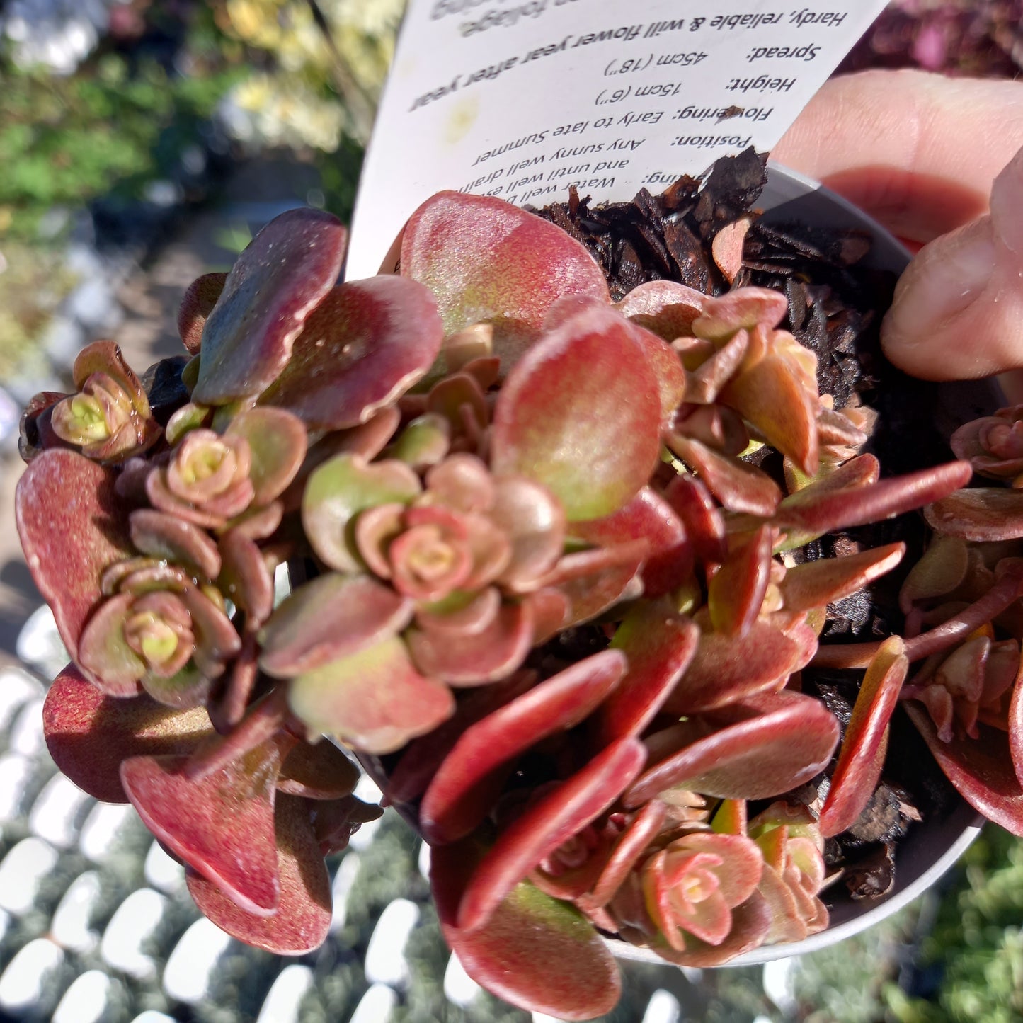 Sedum tetractinum Coral Reef