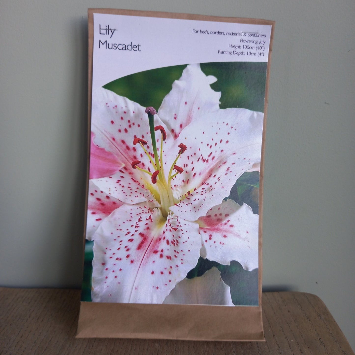 Lily ‘Muscadet’  (Oriental Lily) (Lilium orientalis ‘Muscadet’)