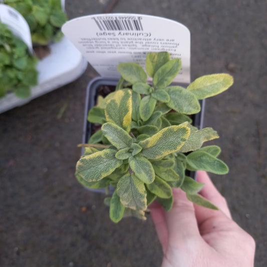Sage Aurea Herb - SALVIA officinalis Aurea