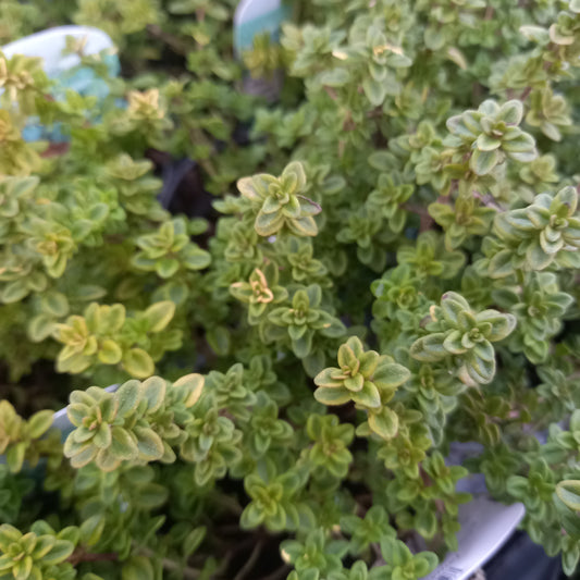 Thyme, Creeping Green Lemon - THYMUS x citriodorus 'Green Lemon'
