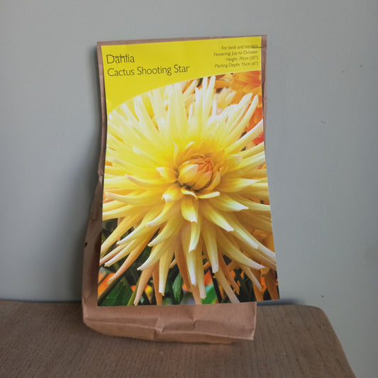 Dahlia - DAHLIA  Shooting Star Cactus