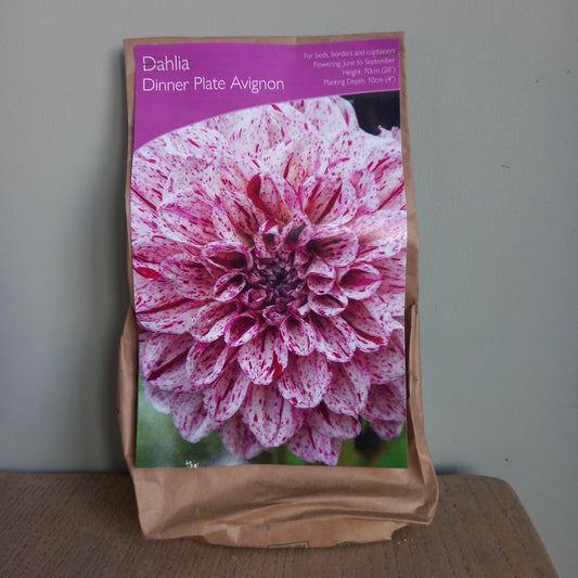 Dahlia Dinner Plate - DAHLIA Avignon