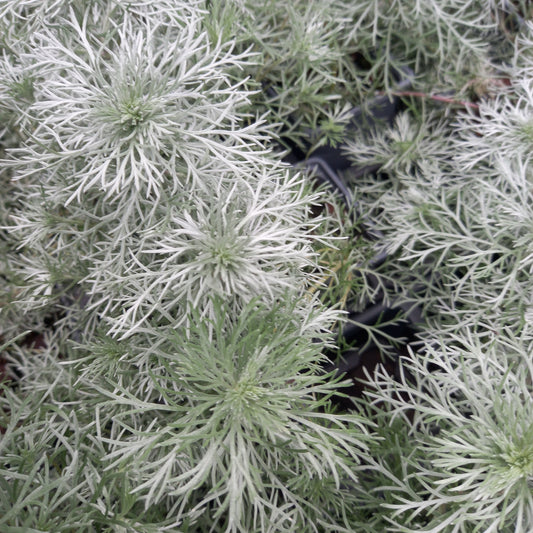 Artemisia schmidtiana 'Nana Attraction' Silver Mound Cottage Garden Perennial