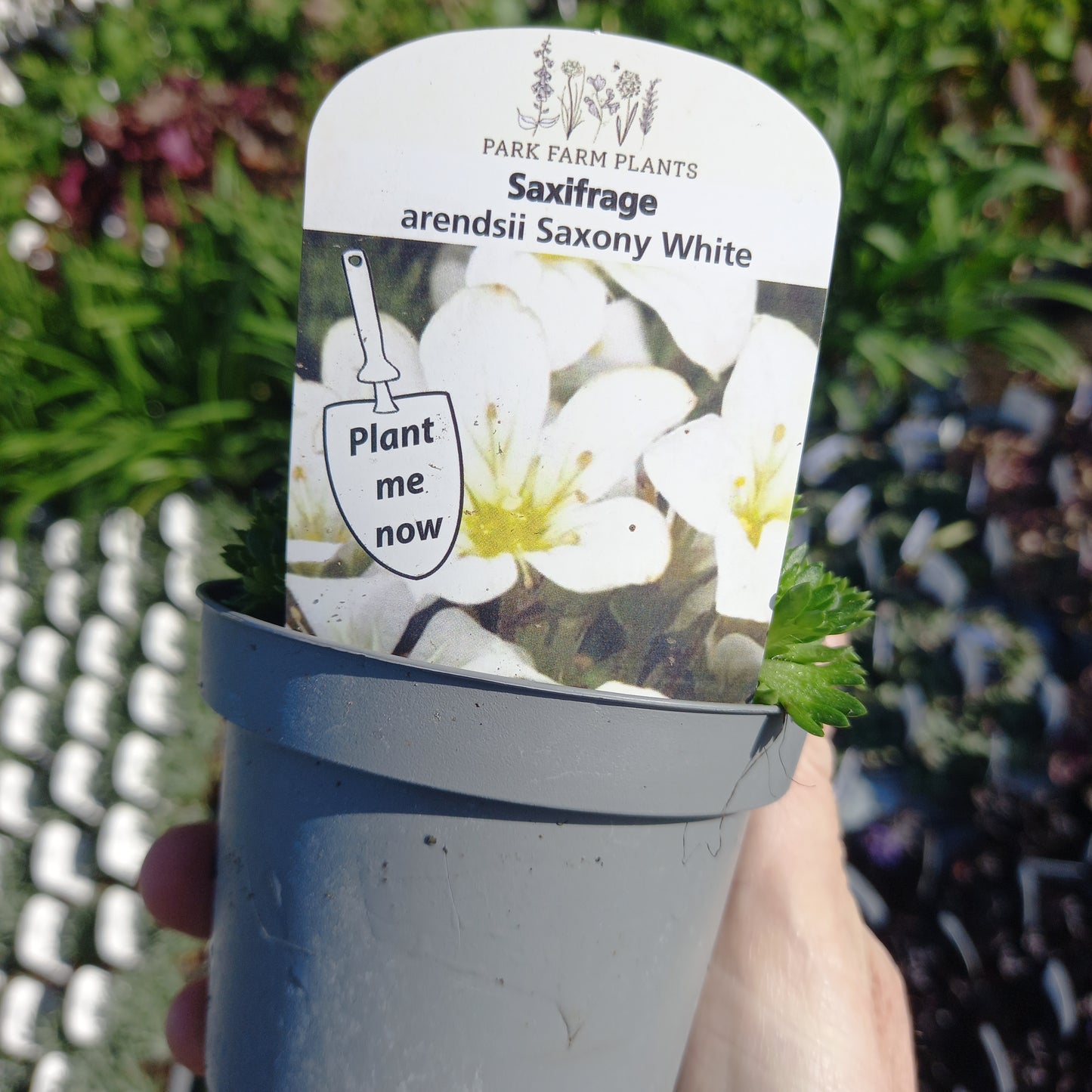 Saxifraga x Arendsii Saxony White