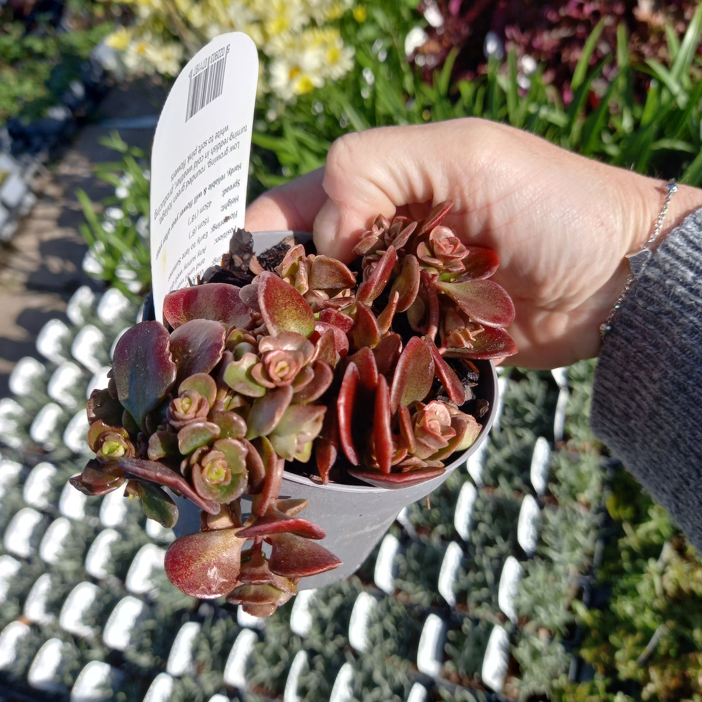 Sedum tetractinum Coral Reef