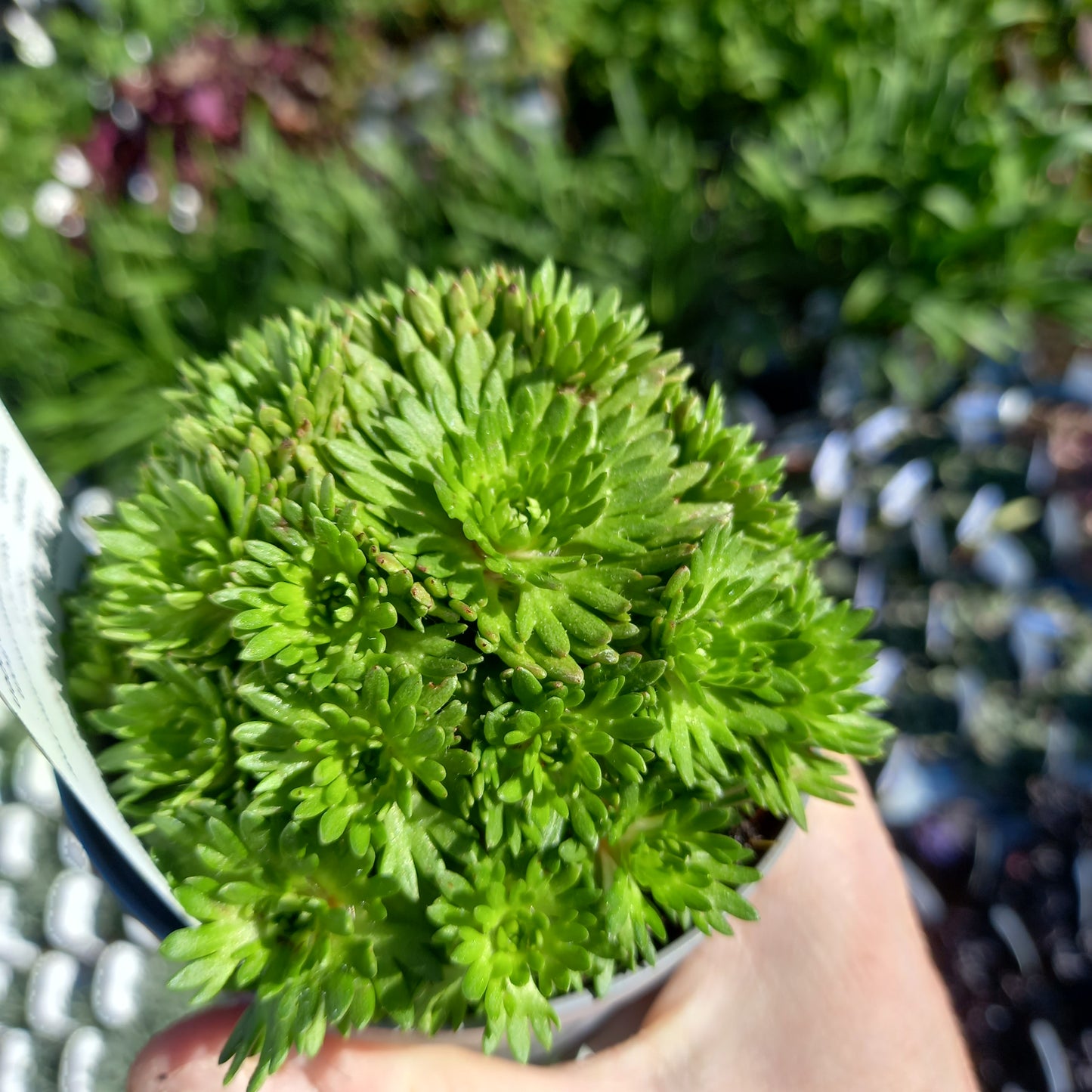 Saxifraga x Arendsii Saxony Red