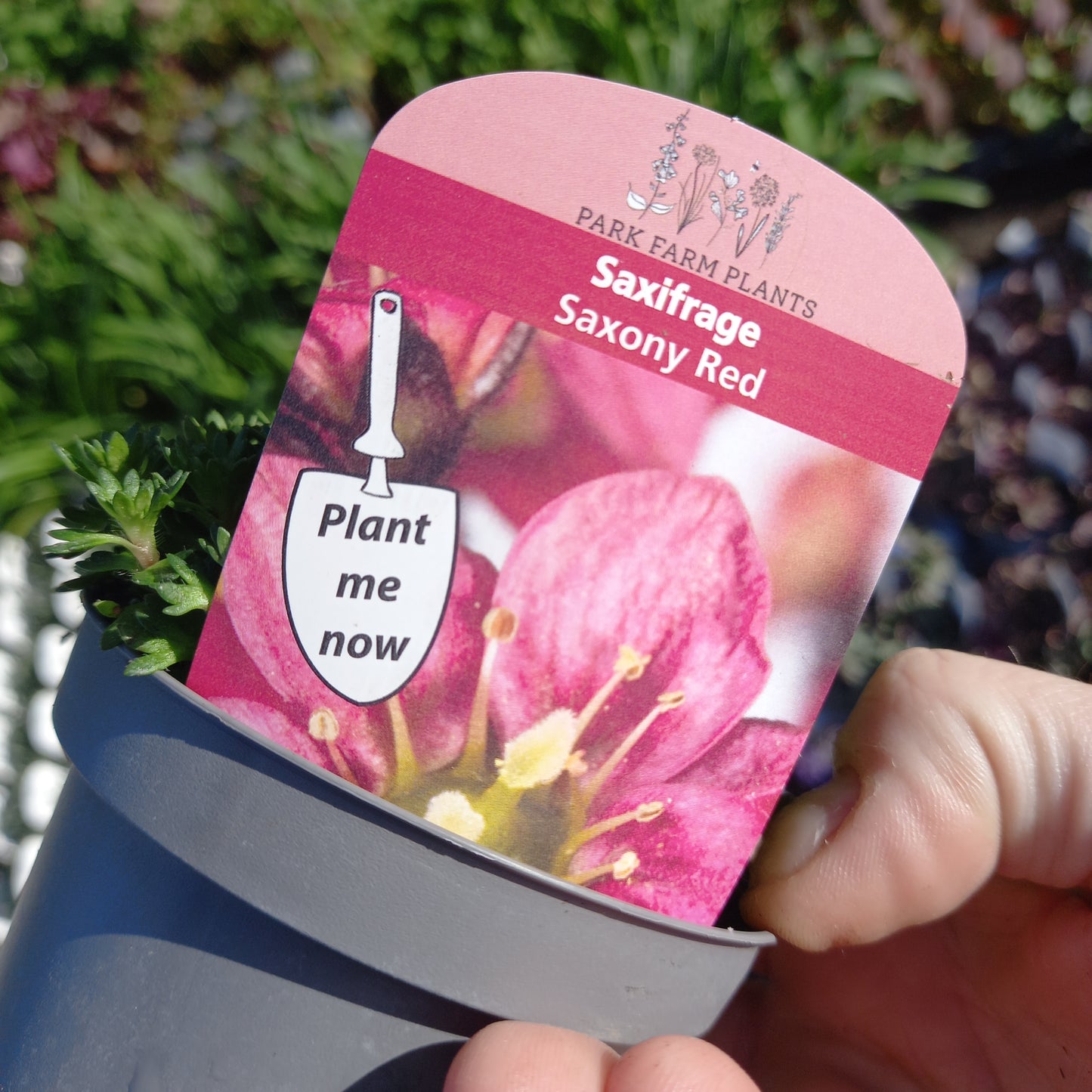 Saxifraga x Arendsii Saxony Red