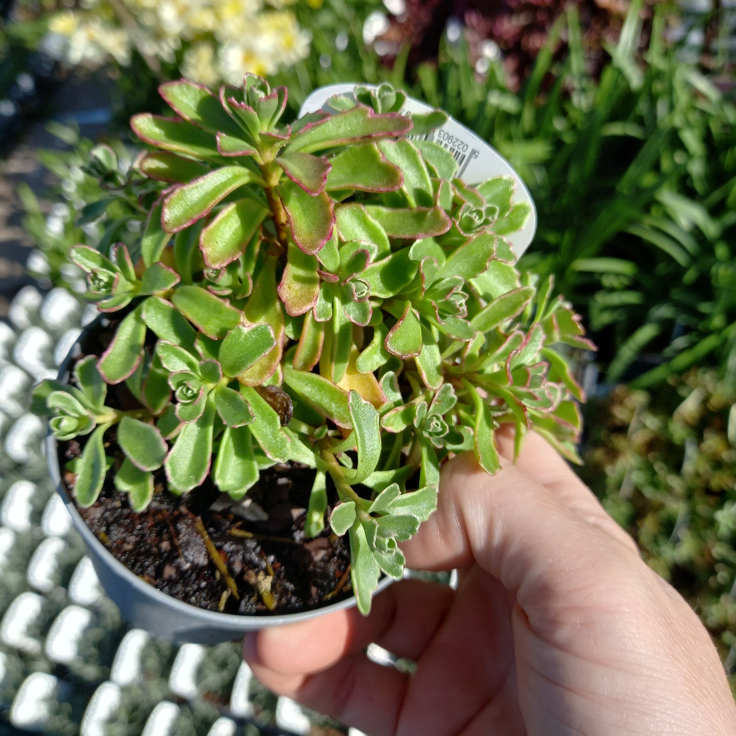 Sedum spurium Tricolor