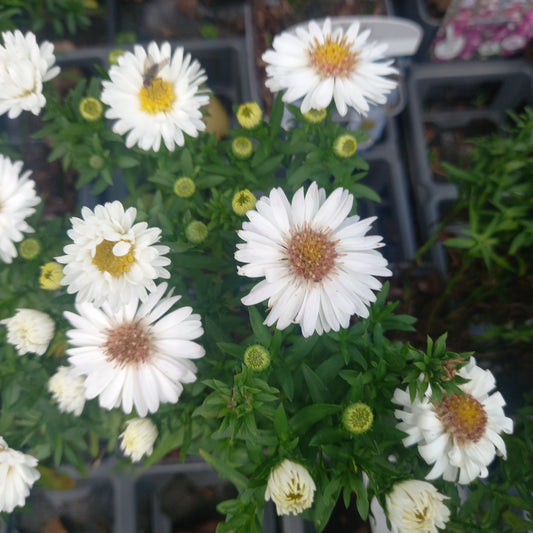 Aster Dumosus White