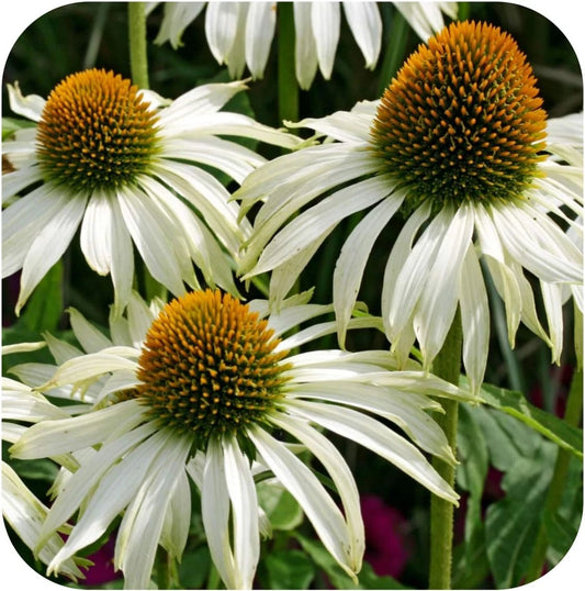 Echinacea Purpurea Prairie Splendour white