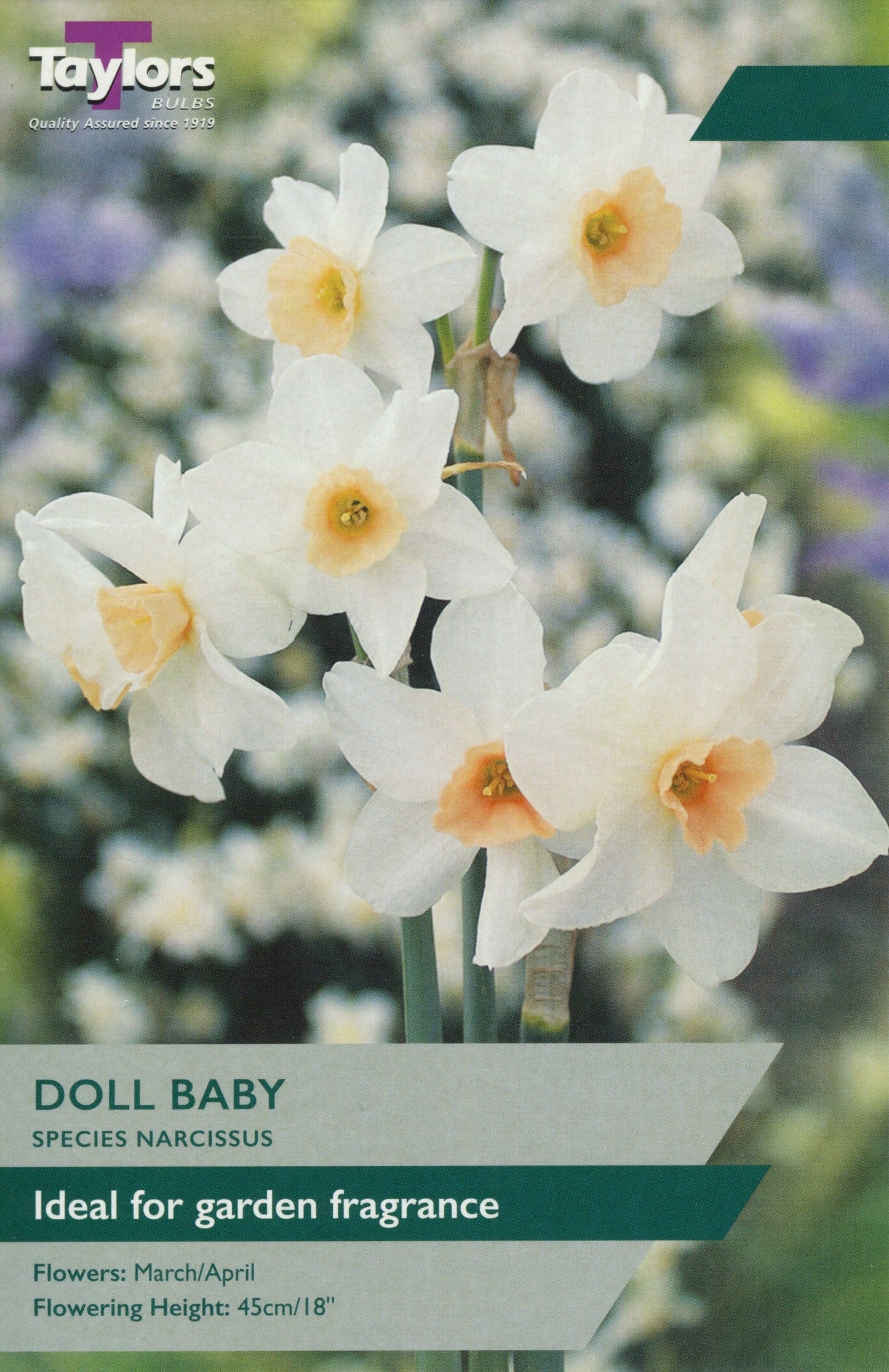Daffodil (Narcissus) Doll Baby