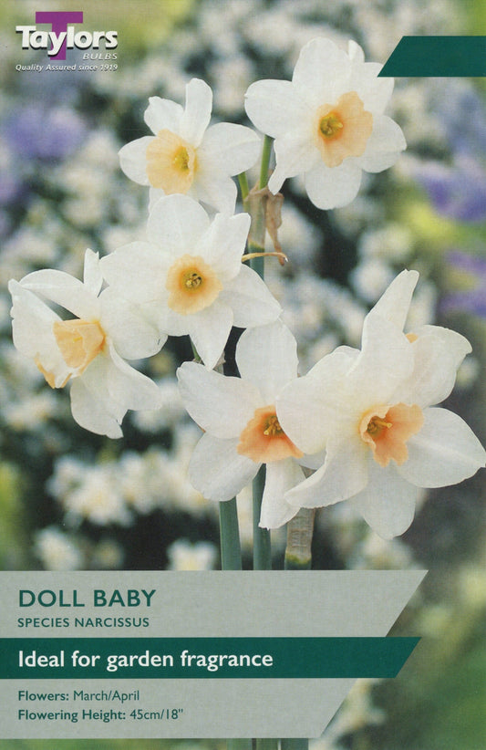 Daffodil (Narcissus) Doll Baby