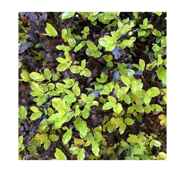 Pittosporum tenuifolium ‘Tom Thumb’