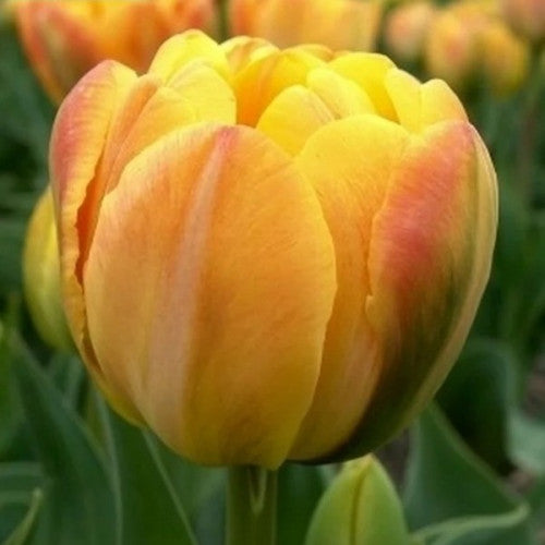 Tulip Granny Award