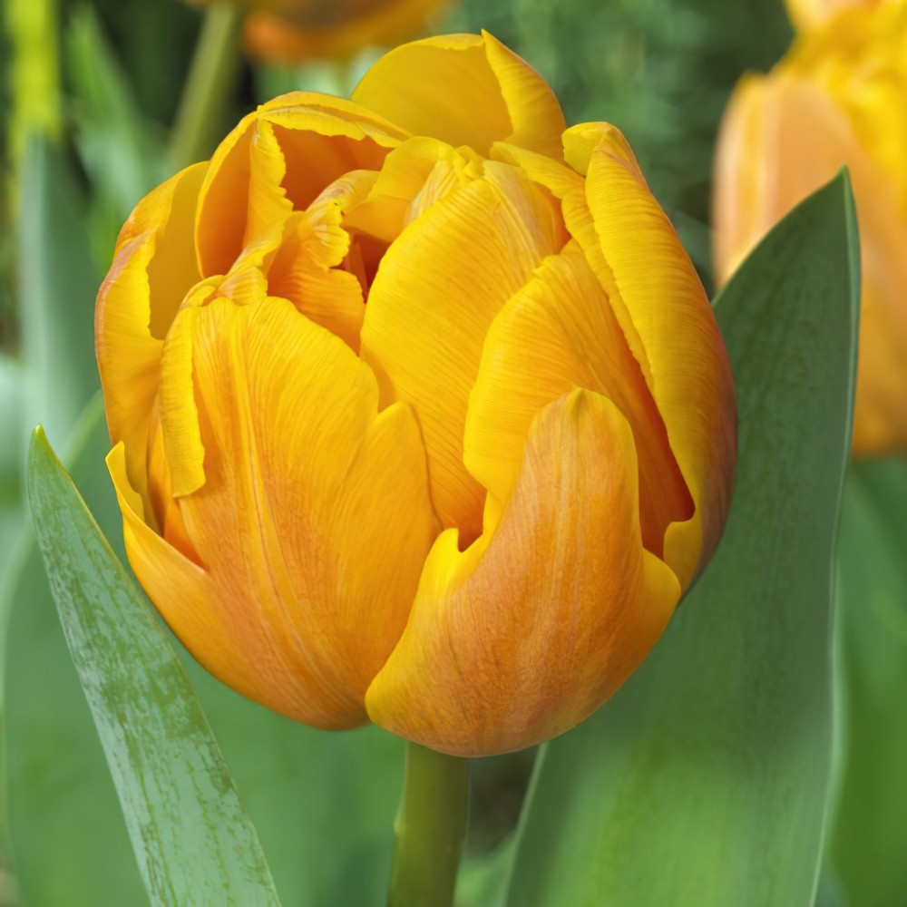 Tulip Granny Award