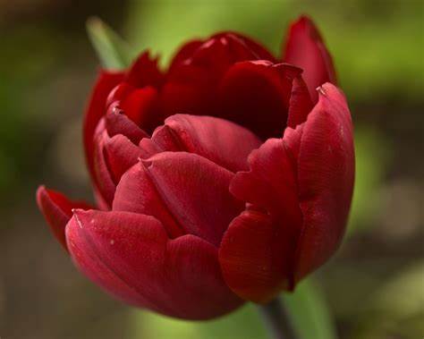 Tulip Uncle Tom