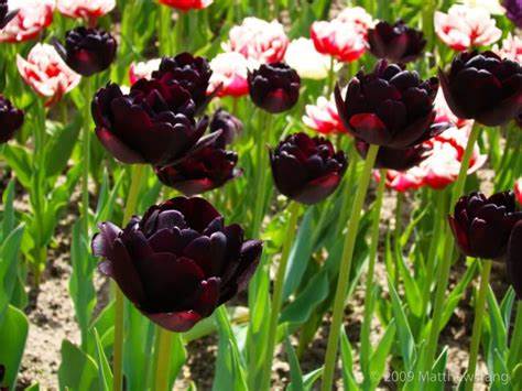 Tulip Uncle Tom