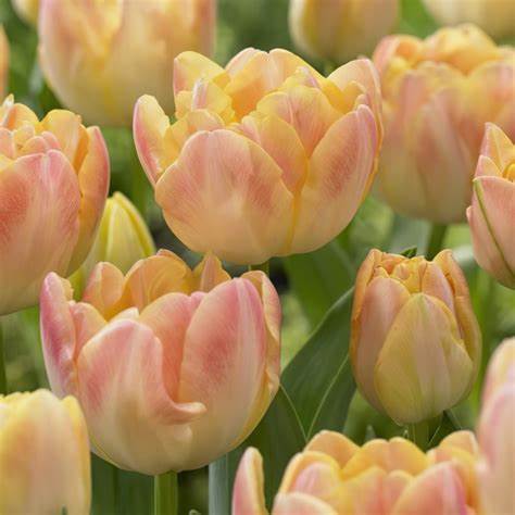 Tulip Cream Upstar - Bulbs