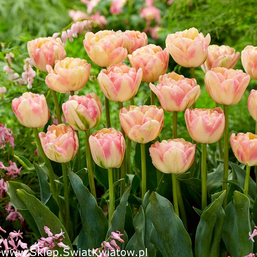 Tulip Cream Upstar - Bulbs