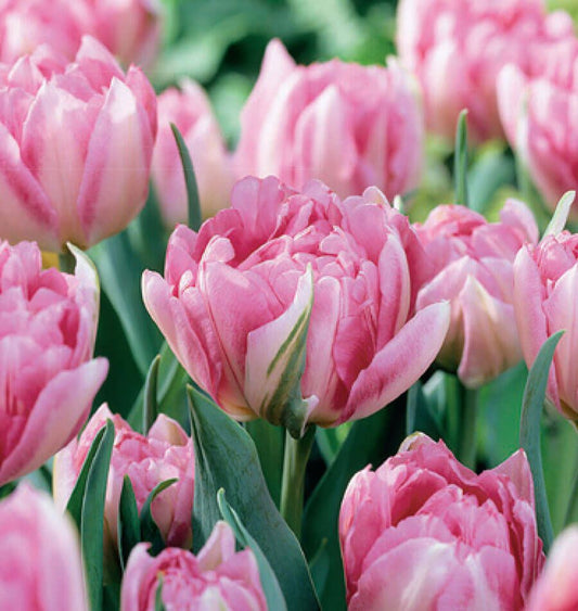 Tulip Peach Blossom - Bulbs