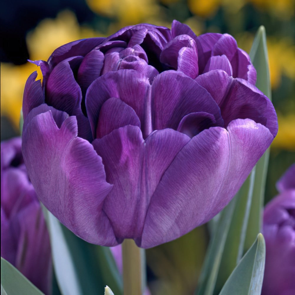 Tulip Blue Diamond - Double Late