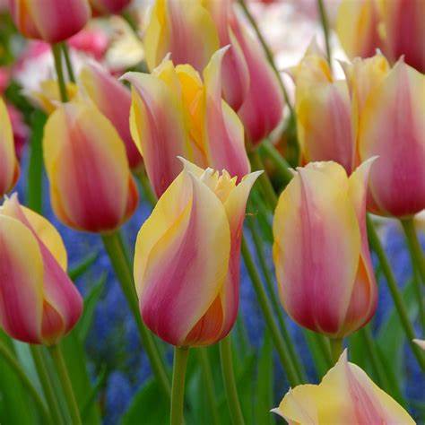 Tulip  ‘Blushing Lady - Bulbs